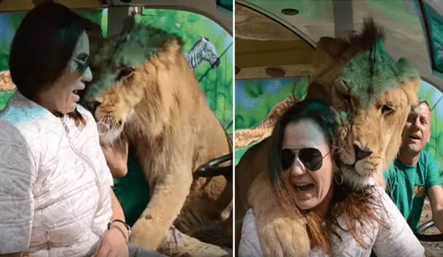 Desliza hacia la izquierda para ver la inesperada bienvenida que le dio un enorme león a una turistas que hacía safari. El video es viral en YouTube.