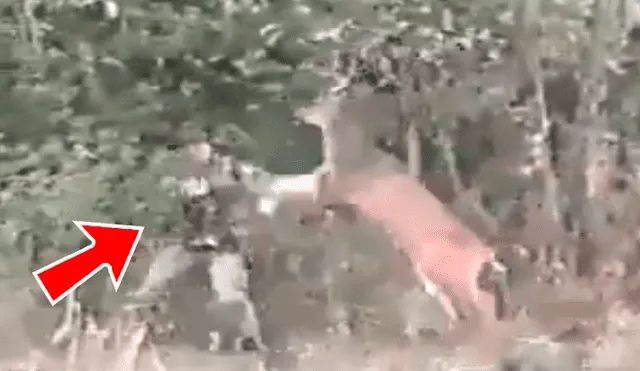 Facebook viral: graban a venado dando paliza a cazador que intentó matarlo [VIDEO]
