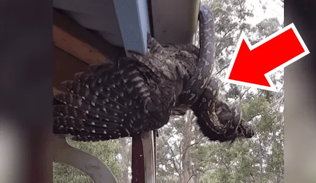 YouTube viral: enorme ave descansaba en tejado, sin imaginar que serpiente hambrienta la devoraría 