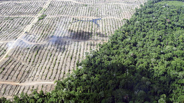 Palma aceitera: de los bosques arrasados a los supermercados
