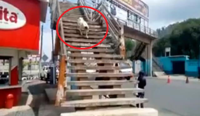 Twitter: perro causa asombro en las redes al usar puente peatonal para cruzar la calle 
