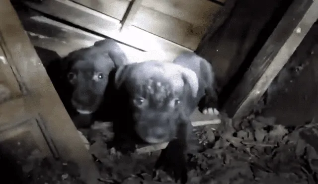 Unos rescatistas salvaron la vida de un grupo de cachorros que estaban atrapados en una casa abandonada. Foto: YouTube