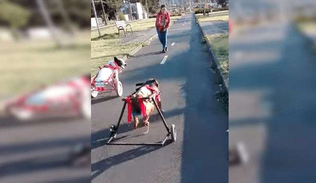 Video es viral en Facebook. Dueña de los canes los sacó de paseo y no dudó en grabar la conmovedora escena para compartirla en redes sociales