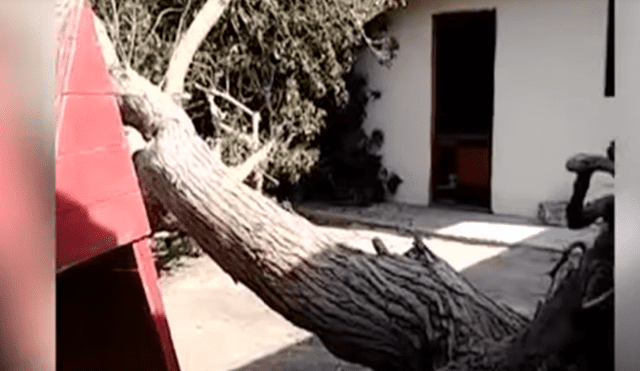 Padres denuncian que árbol cayó en zona de juegos de colegio [VIDEO]