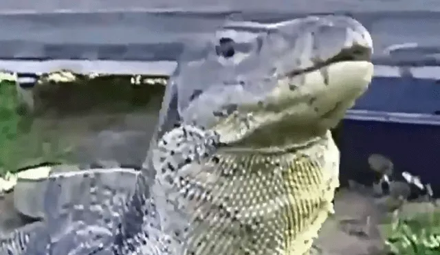 YouTube viral: dragón de komodo devora a un indefenso pollito ante la mirada de su dueño