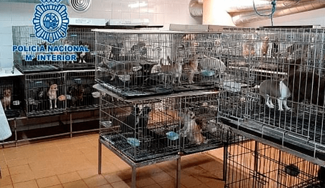 Rescatan a 270 perros de criadero ilegal donde les cortaban las cuerdas vocales [VIDEO]