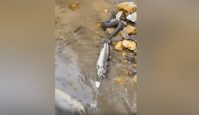 YouTube viral: serpiente pelea con pescador para quedarse con su presa y sucede lo insólito [VIDEO] 