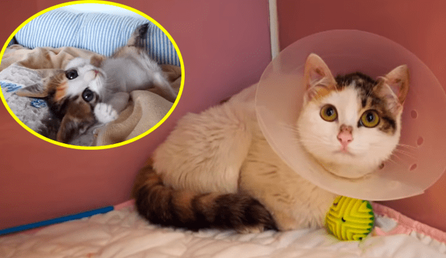 YouTube viral: gata discapacitada vuelve a ver a su bebé luego de meses y protagoniza emotivo reencuentro