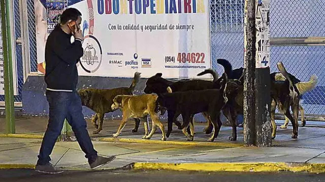 Perros con rabia mordieron a dos niños en Arequipa