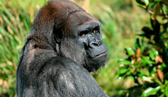Rayo mata a gorilas considerados en peligro de extinción 