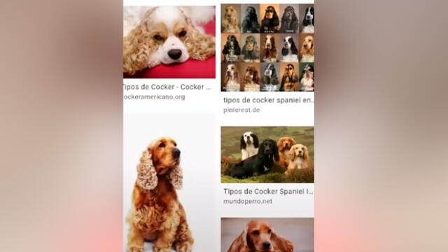 Desliza las imágenes para ver el drástico cambio que experimentó este presunto cachorro cocker spaniel. Foto: cristinayh/TikTok