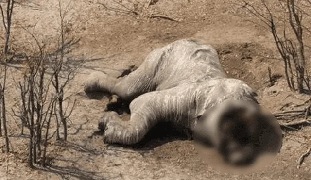 Facebook: mataron cerca de 100 elefantes para quitarles sus colmillos