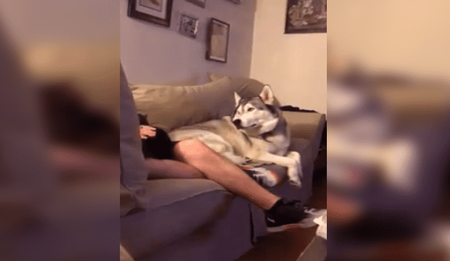 Desliza las imágenes para apreciar la singular reacción del perro tras percatarse que su dueño acariciaba a la nueva mascota.