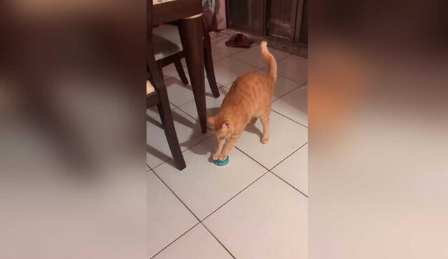 Desliza las imágenes para ver la peculiar ‘protesta’ que hizo este gatito para recibir comida. Foto: Captura de TikTok/ViralHog