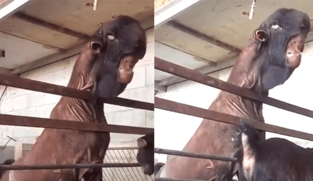 YouTube viral: infernal cabra de Damasco asombra a granjeros por su apariencia [VIDEO]