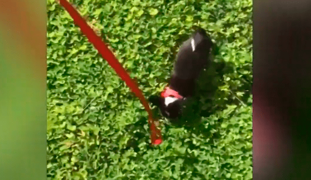 YouTube viral: perro abandonado 'estalla' de alegría al sentir el pasto por primera vez [VIDEO]