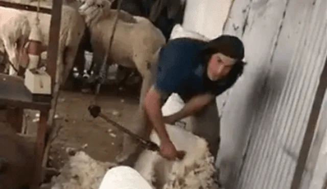 Edinson Cavani desarrolla labores de campo durante cuarentena en Uruguay mientras decide su futuro. (FOTO: Captura @centrallonera).