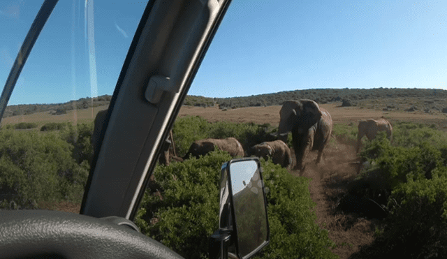 Desliza hacia la izquierda para ver las imágenes del safari que se volvió viral en YouTube.