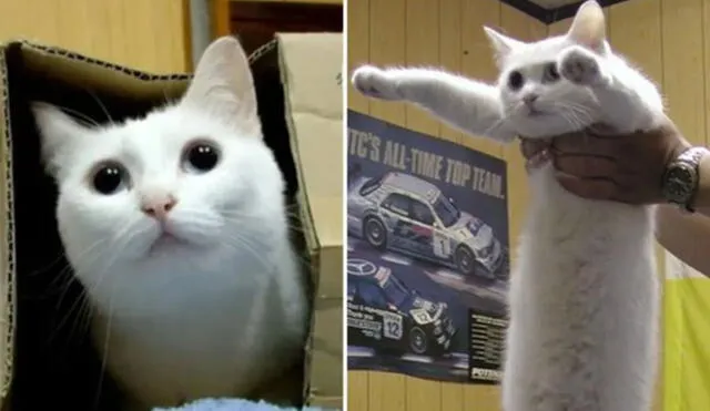 Desliza las imágenes para ver más de los divertidos memes que protagonizó Nobiko, el &#39;gato largo&#39;. (Foto: Twitter)