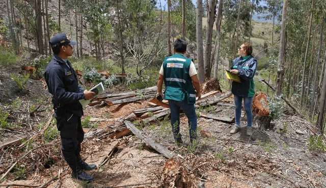 Áncash: inspeccionan tala de árboles en Pallasca 