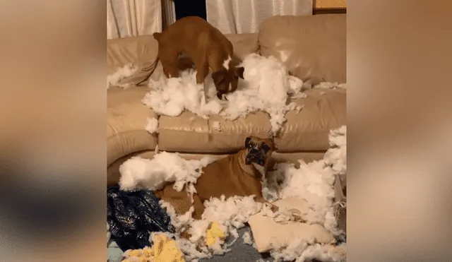 Una joven dejó a sus perros en casa, pero jamás imaginó que acabarían destruyendo el sofá. Foto: YouTube