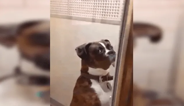 En Facebook, un perro lanzó una furiosa mirada a su amo para mostrar su desacuerdo tras ser trasladado al veterinario.