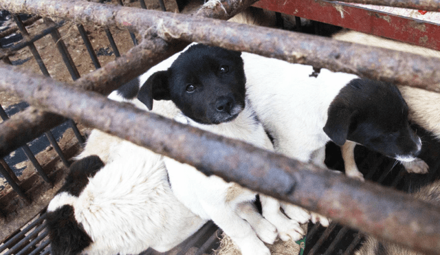 China: representantes de la ONU esperan que se cierren los mercados de animales salvajes