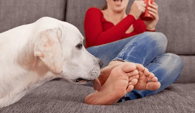 Conoce las razones por las que tu perro te lame los pies 