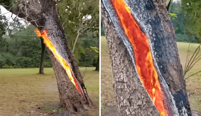 “Mi reacción cuando vi este árbol en llamas fue tristeza y un profundo respeto por la madre naturaleza". Foto: captura