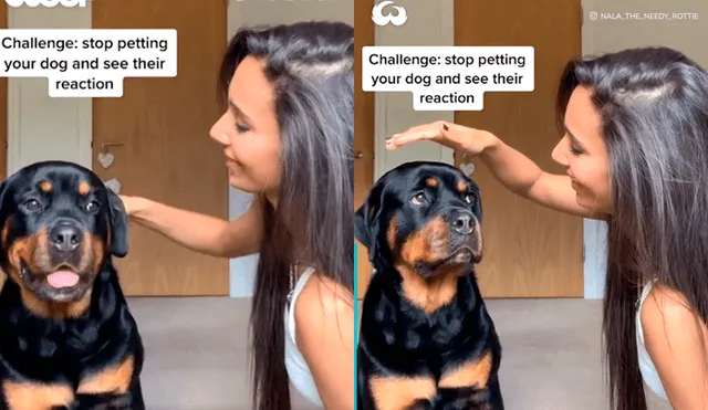Desliza las imágenes para ver la curiosa reacción de este perro rottweiler al ver que su dueña dejó de acariciarlo. Fotocapturas: @nala_the_needy_rottie/Instagram