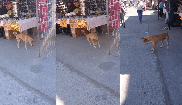 Video es viral en Facebook. Miles se encariñaron con este simpático perro callejero que fue captado divirtiéndose con el reflejo de la luz. Foto: Captura.