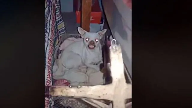 Facebook Viral: Aterradora reacción de perro ‘exorcizado’ atemoriza a usuarios [VIDEO]