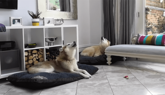 Un video muestra a un par de perros tratando de 'cantar' a escuchar a su amo tocar el saxofón.