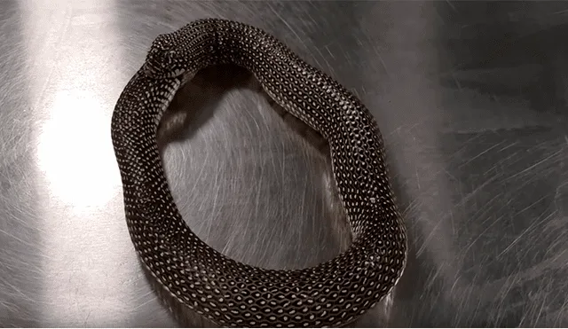Serpiente intenta devorarse a sí misma y desenlace deja en shock a miles [VIDEO]