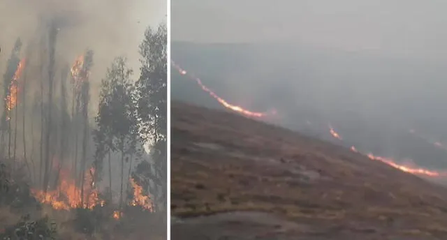 Fuego viene arrasando árboles de pino en la zona de Lawa Lawa en Quispicanchi en Cusco.