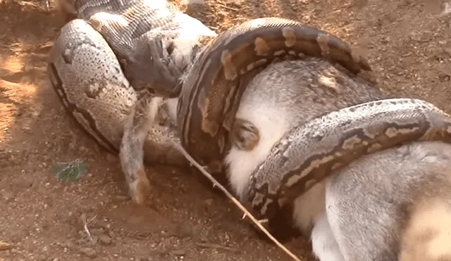 YouTube viral: serpiente disloca su mandíbula para devorar a una enorme criatura [VIDEO]