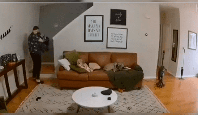 Video es viral en Facebook. El can se percató de que su amo necesitaba “una mano” y no dudó en dejar un momento su momento de siesta para ayudarlo.