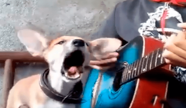 Facebook viral: niño prepara tierna serenata con su perro y conmueven a usuarios [VIDEO]