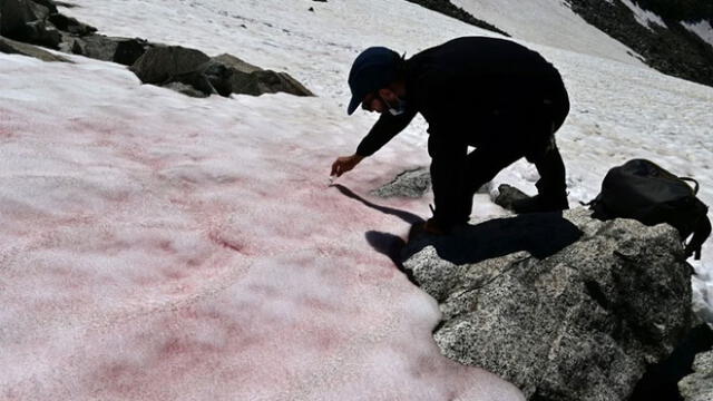 Científico Biagio di Mauro toma una muestra del hielo rosado en el glaciar Presena. Foto: AFP.