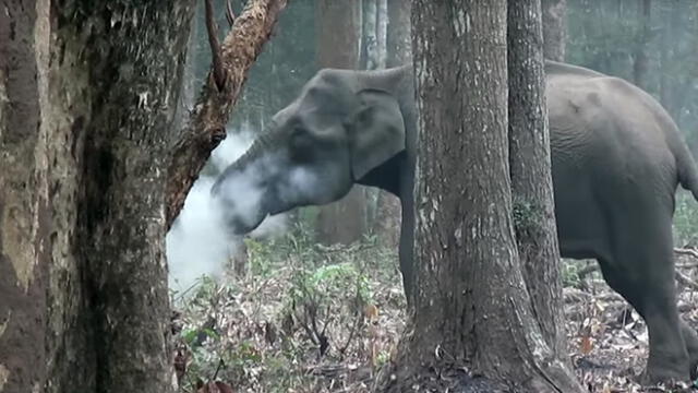YouTube: resuelven el misterio del elefante 'fumador' que asombró a científicos [VIDEO]