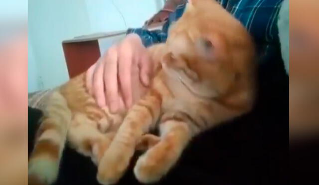 Desliza las imágenes para descubrir la singular reacción de un gato cuando se percata que su dueño deja de acariciarlo. Foto: captura de TikTok