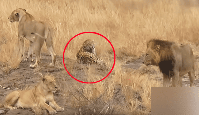 Leones rodean a leopardo para matarlo y el impensado final sorprendente a todos [VIDEO]