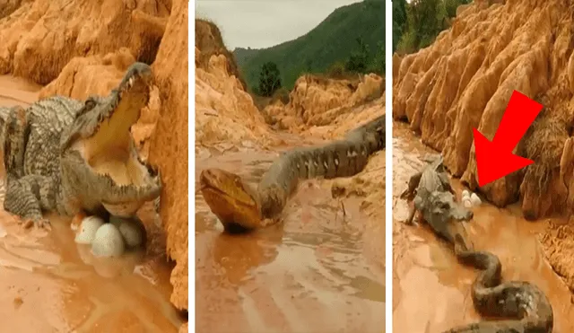 YouTube viral: mamá cocodrilo defiende a sus crías del ataque de una temible anaconda 