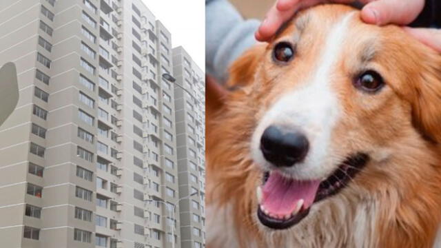 Tribunal Constitucional prohibe que edificios impidan tenencia de mascotas en departamentos. Créditos: La República.