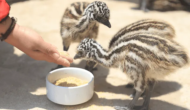 Nace la primera camada de emúes australianos en tiempos de pandemia, en el zoocriadero de Pimentel. (Foto: Clinton Medina).