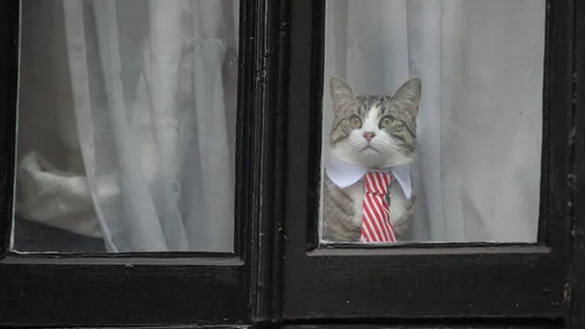 Wikileaks rechaza que Assange haya usado a gato para espiar embajada de Ecuador [FOTOS]