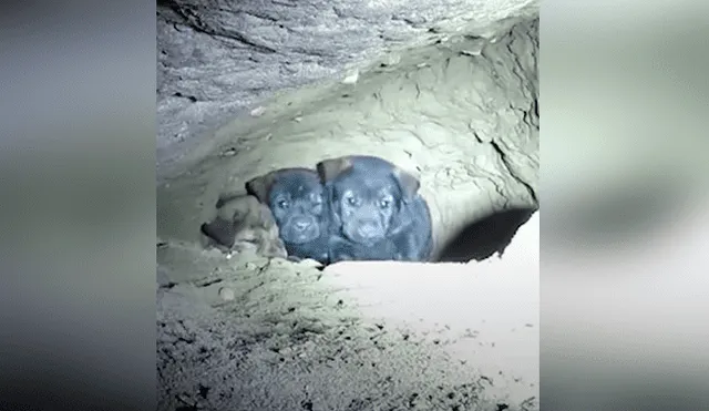 Vía Facebook. Los cachorros fueron encontrados en una cueva y llevados a un refugio de animales.