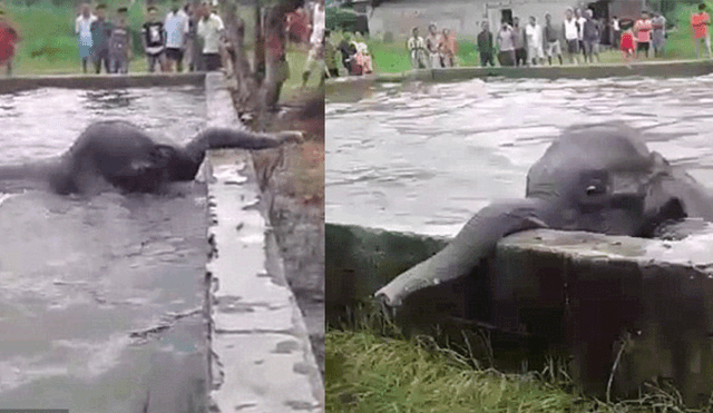 Vía YouTube: cría de elefante atrapado en un estanque moviliza a pueblo entero para ser salvado [VIDEO]