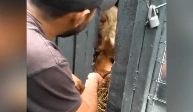 Un video viral de YouTube registró el momento en que un novato cuidador de leones alimenta a uno de los depredadores.