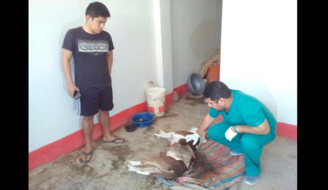 Chiclayo: Acusan a árbitro de fútbol de haber asesinado a un perro a cuchilladas